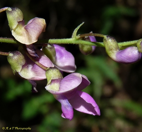 {Phaseolus polystachios}